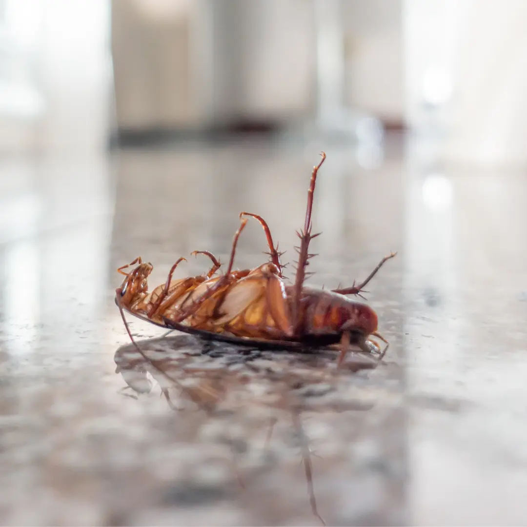 Cockroaches Control